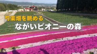 ながいピオニーの森